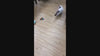 Load and play video in Gallery viewer, Electric Robotic Kitten Toy